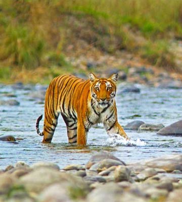 Jim Corbett