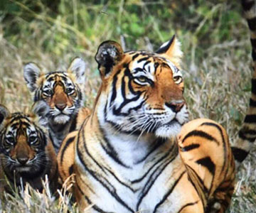 Golden Triangle Tour With Ranthambore